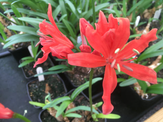 NERINE HYBRID 4