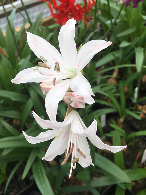 NERINE HYBRID 5