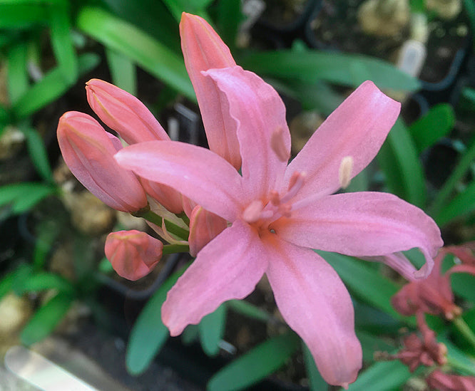 NERINE 'JACQUELINE'