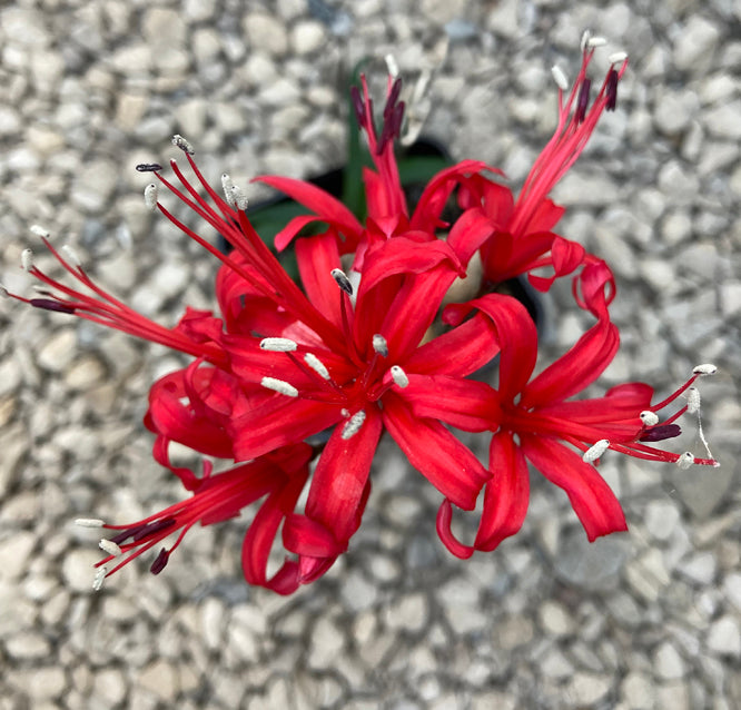 NERINE 'JULIET BERKELEY'