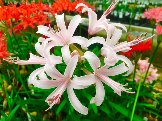 NERINE 'JULIE'