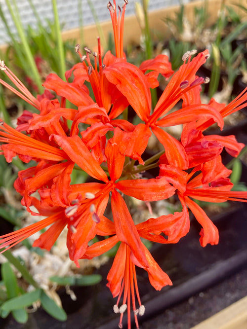 NERINE 'JULIETTA'