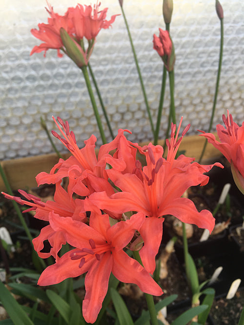 NERINE 'JOAN' x N.PLAYTPETALA