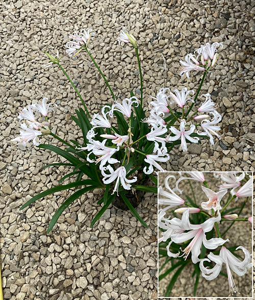 NERINE 'KASJMIR' 54