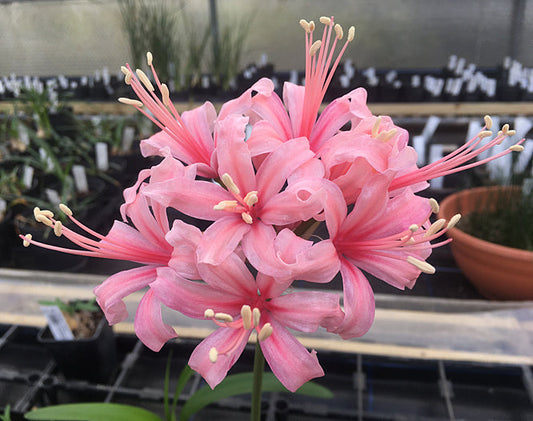 NERINE 'KIM'