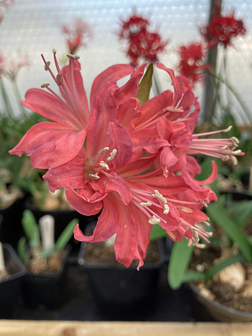 NERINE 'KIPLING'