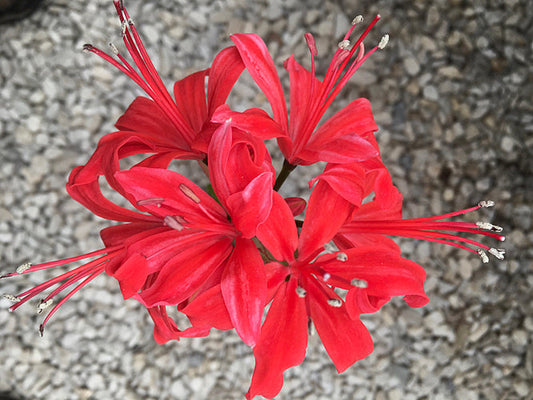 NERINE 'KING LEOPOLD' 8
