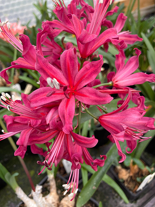 NERINE 'KLEEVE'