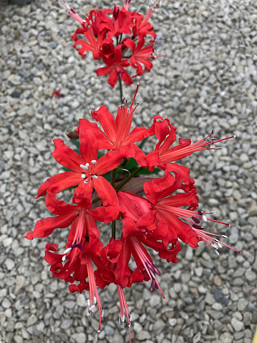 NERINE 'KINGS SOMBOURNE'