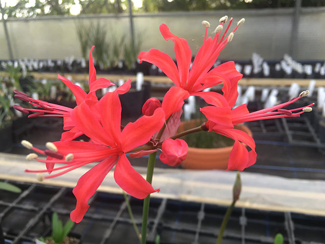 NERINE KYOTO' 75