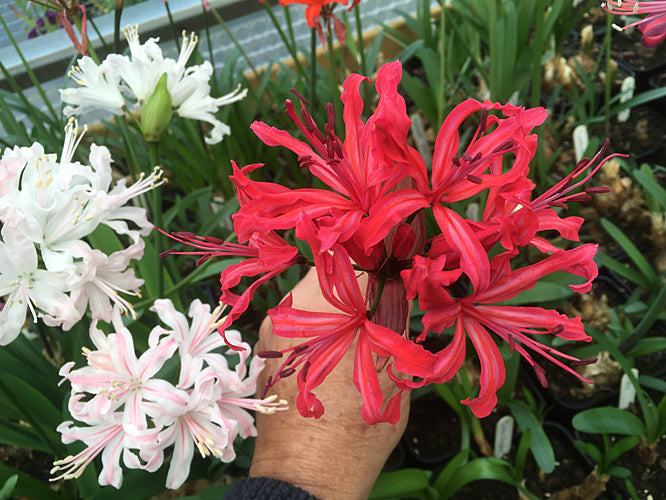 NERINE 'LIBBY'