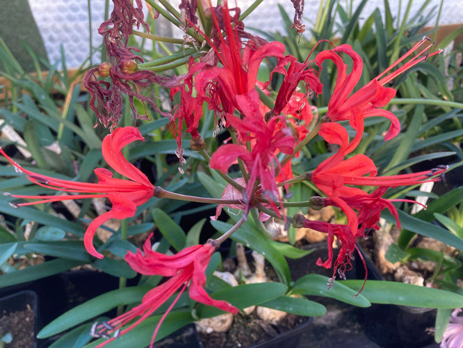 NERINE 'LADY LLEWELLYN' 333