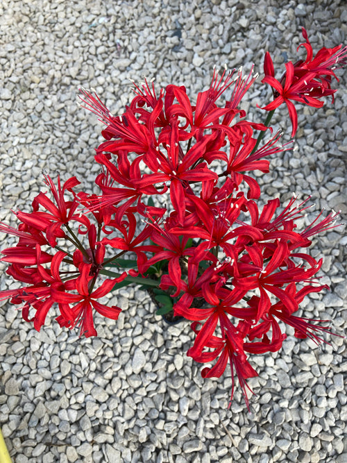 NERINE 'LADY LUCY HICKS BEECH'
