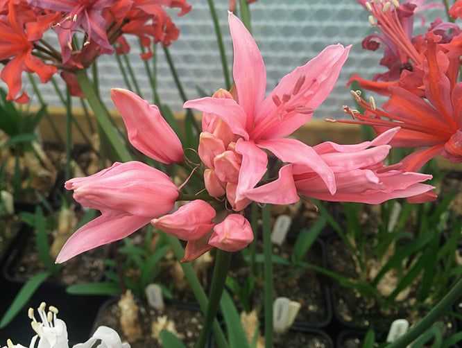NERINE 'LUCY LOU'