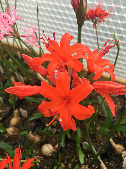 NERINE 'LOCH BORNISH'