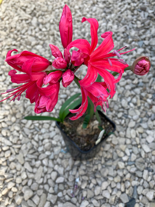 NERINE 'LOCHNAIRD'