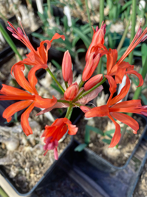NERINE 'LADY REDESDALE' 104