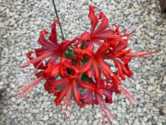 NERINE 'MRS.BARCLAY'