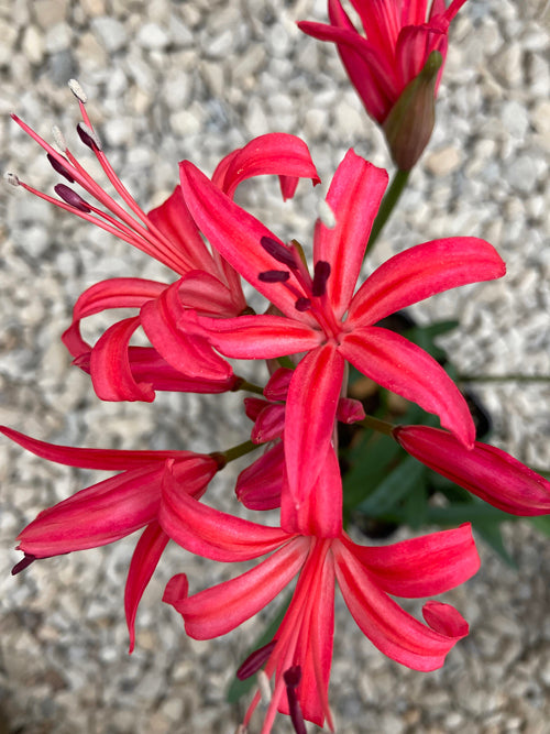 NERINE 'MISS BARING' seed parent