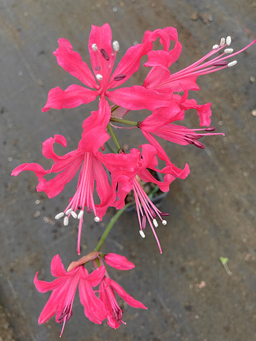 NERINE 'MISS CARRINGTON'