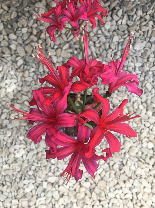 NERINE 'MRS.DENT BROCKLEHURST' 32