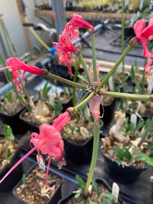 NERINE 'MISS EDITH GODMAN'