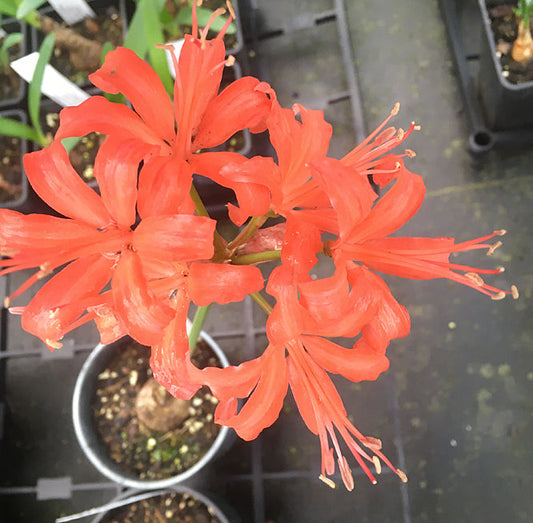 NERINE 'MEVAGISSY'