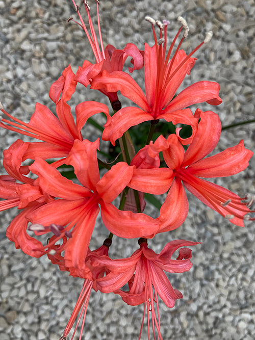 NERINE 'MISS  FRANCES CLARKE' 107