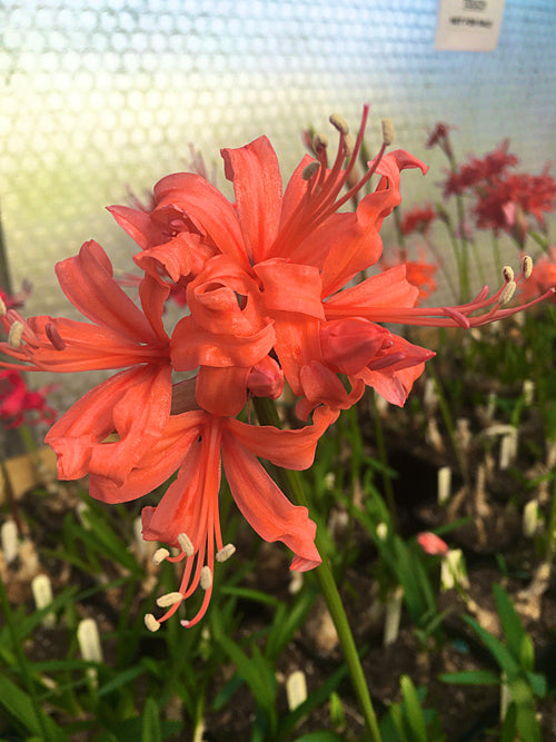 NERINE 'MISS FRANCES CLARKE' 670