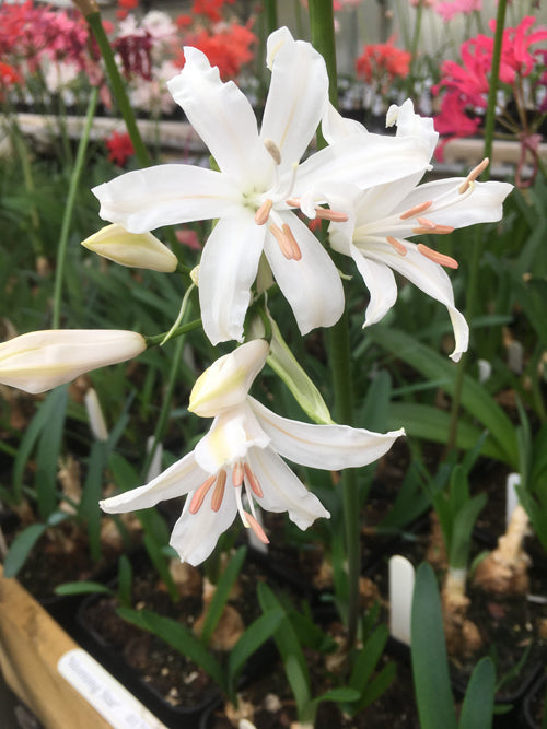 NERINE 'MORNING STAR'