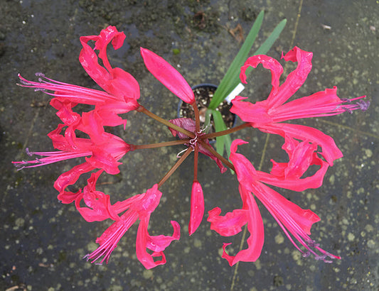 NERINE 'NABOB'
