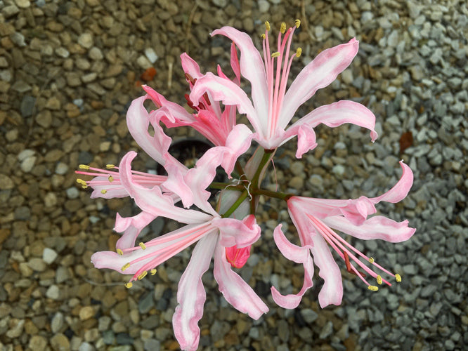 NERINE 'NATASHA' 21