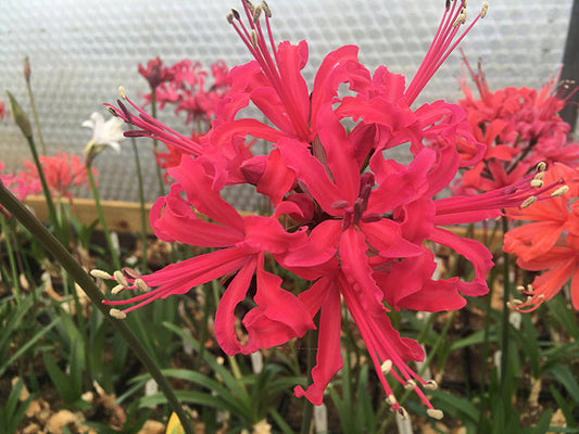 NERINE 'NORA HAMILTON' 82