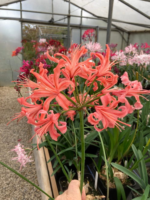 NERINE 'NORRIS HYBRID' mj