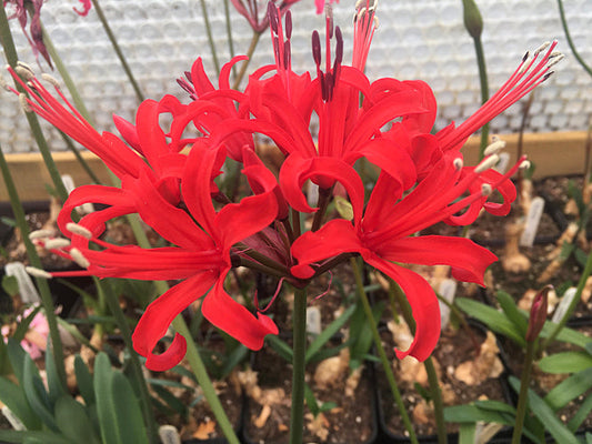 NERINE 'NIDIA'