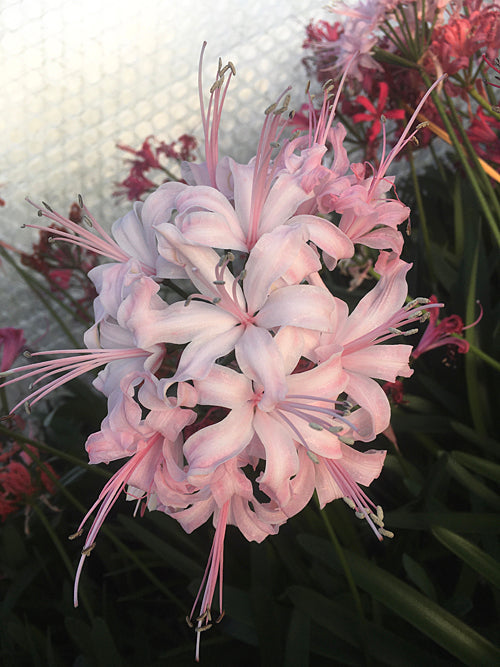 NERINE 'NOEL'