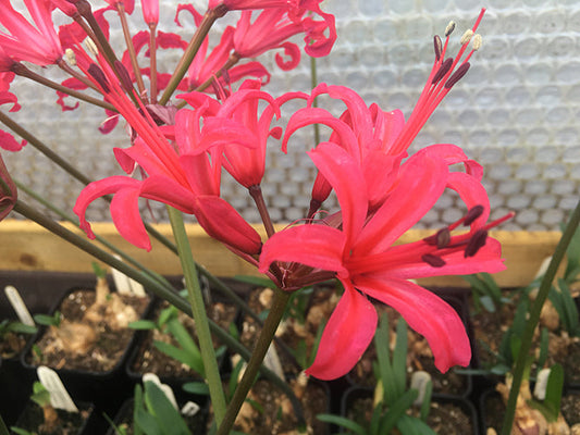 NERINE 'NOVELTY'
