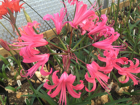 NERINE 'OPHELIA' 683