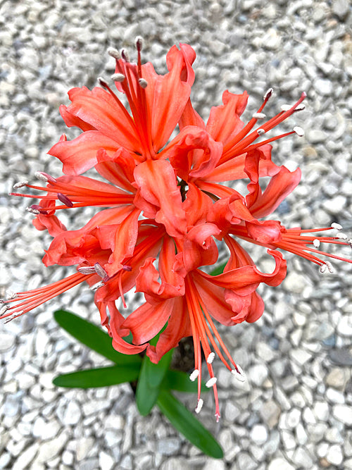 NERINE 'ORANGE QUEEN'