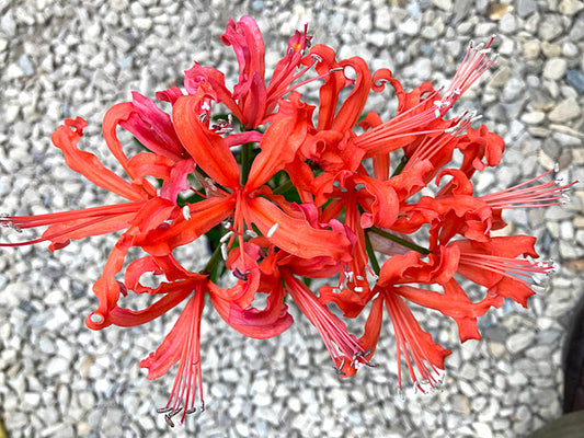 NERINE 'ORANGEADE'