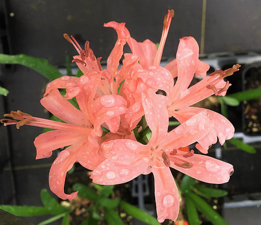 NERINE 'OTHELLO'