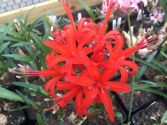NERINE 'OWLSBURY' 686