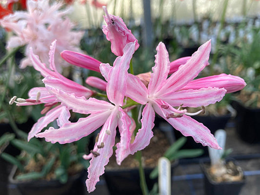NERINE 'PALLIDA'