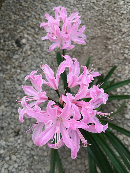 NERINE 'PAMELA'