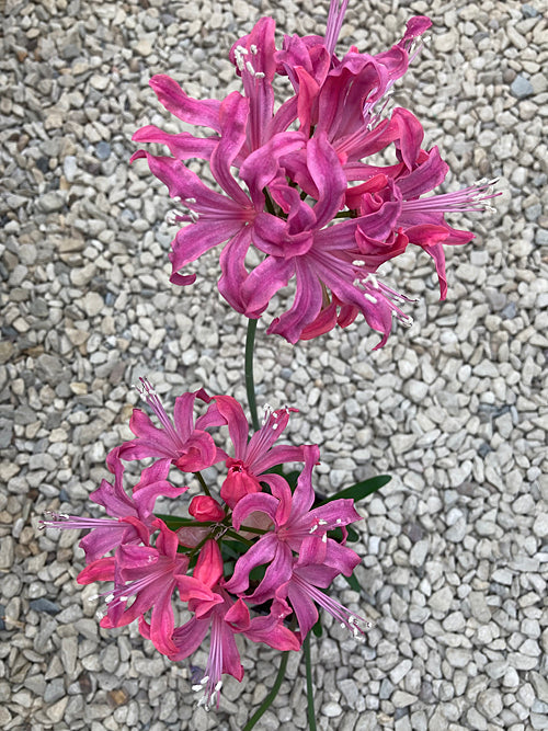 NERINE 'PANDORA'