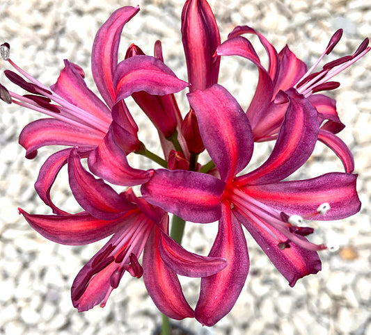 NERINE 'PANTALOON'