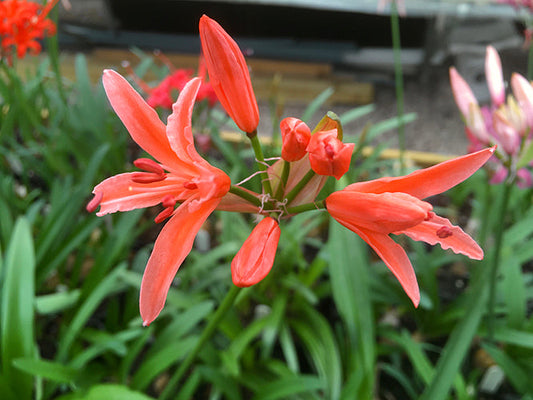 NERINE 'PINK DELIGHT'
