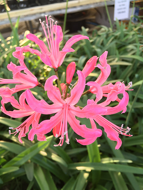 NERINE 'PERHAPS'