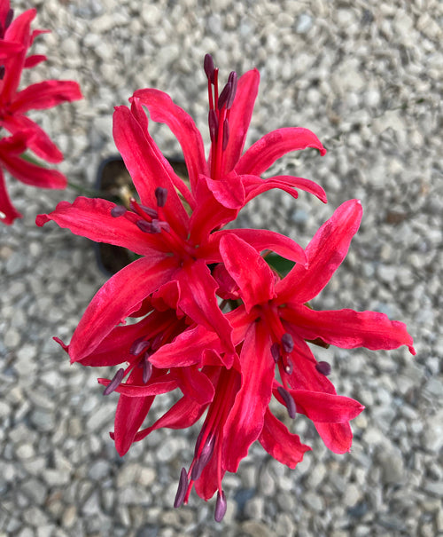 NERINE 'PLYMOUTH' 394