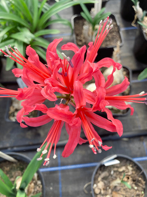 NERINE 'PLYMOUTH' 495